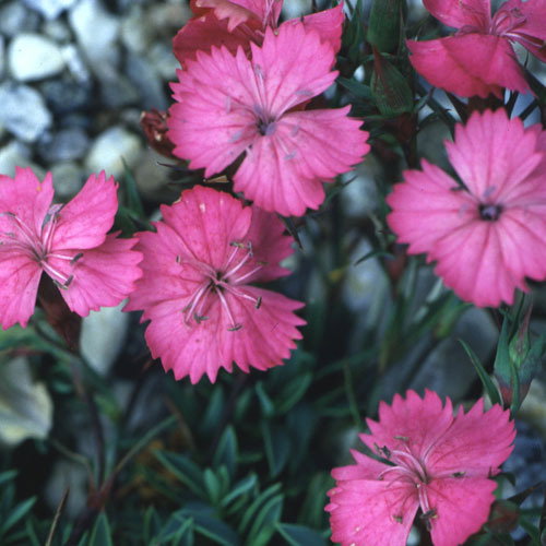 Dianthus Caesius Sq