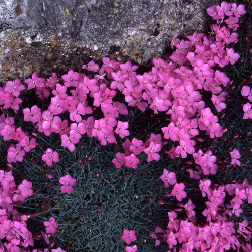 Dianthus Caesius