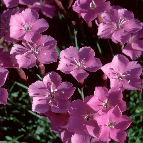 Dianthus Caesius