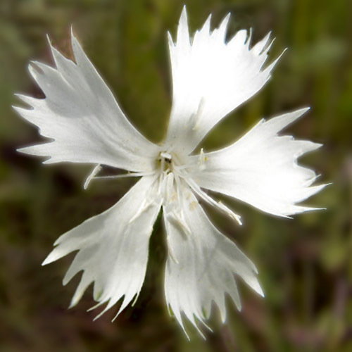 Dianthus Fragrans