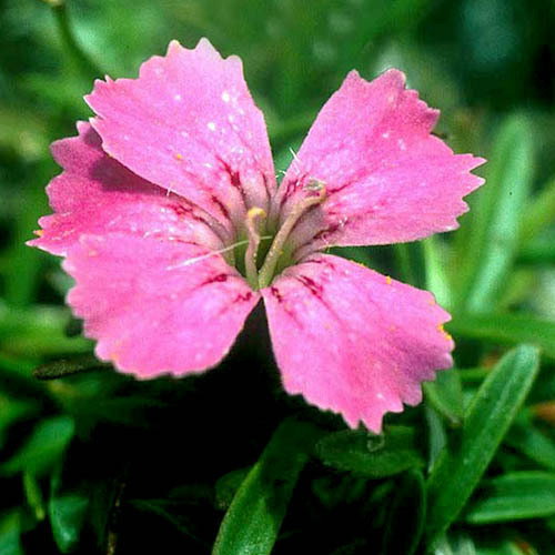 Dianthus Glacialis