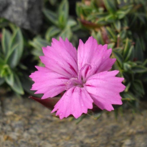 Dianthus Haematocalyx Ssp Pindicola