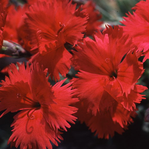 Dianthus Emmen