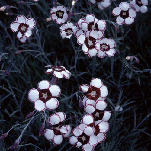 Dianthus Mixed Species Cultivars1