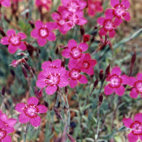 Dianthus Myrtinervius