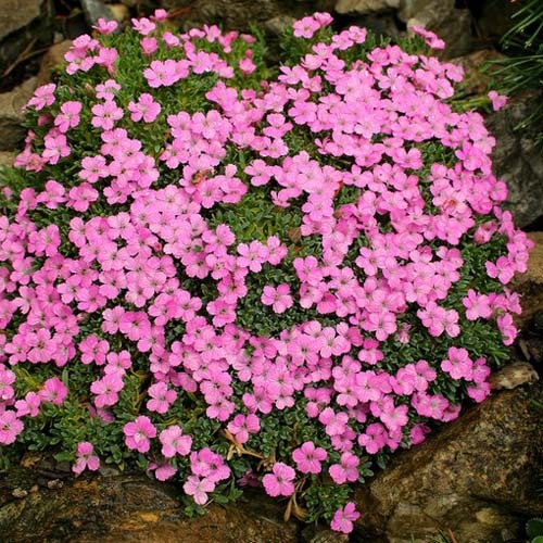 Dianthus Myrtinervius Caespitosus