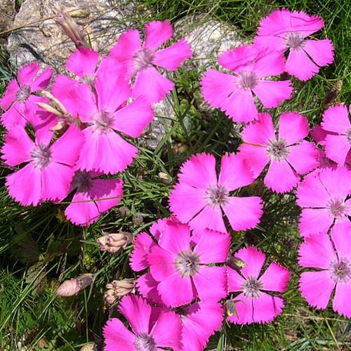 Dianthus Pavonius