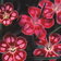 Dianthus Select Mixture