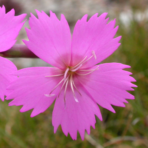 Dianthus Sylvestris