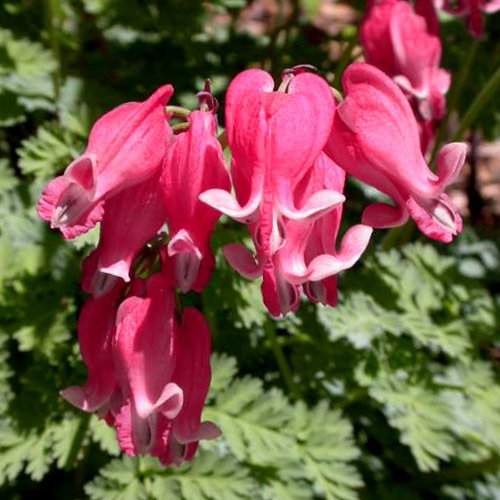 Dicentra Formosa