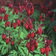 Dicentra Bachanal Hybrid