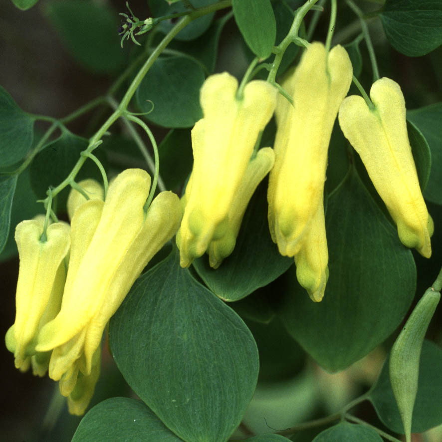 Dicentra Scandens
