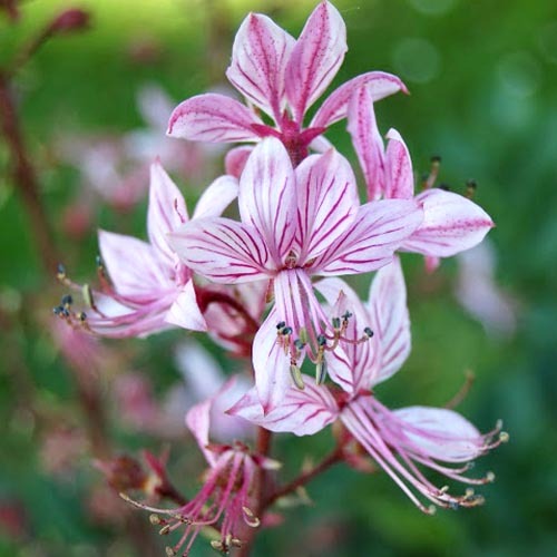 Dictamnus Albus