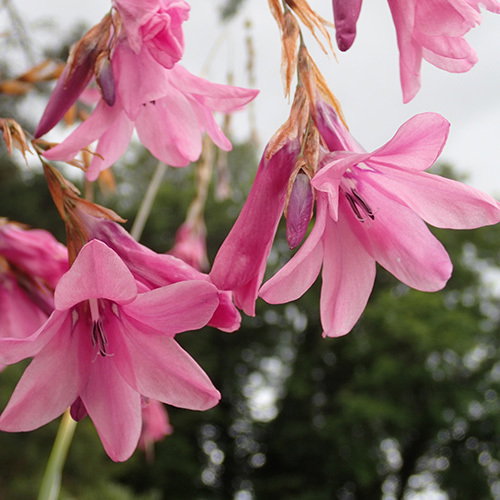Dierama Adelphicum C
