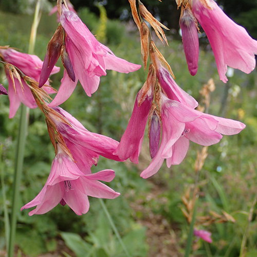Dierama Adelphicum