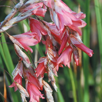 Dierama Ambiguum