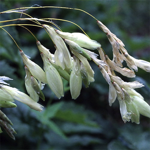 Dierama Argyreum