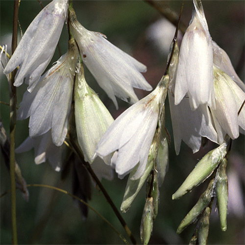 Dierama Argyreum