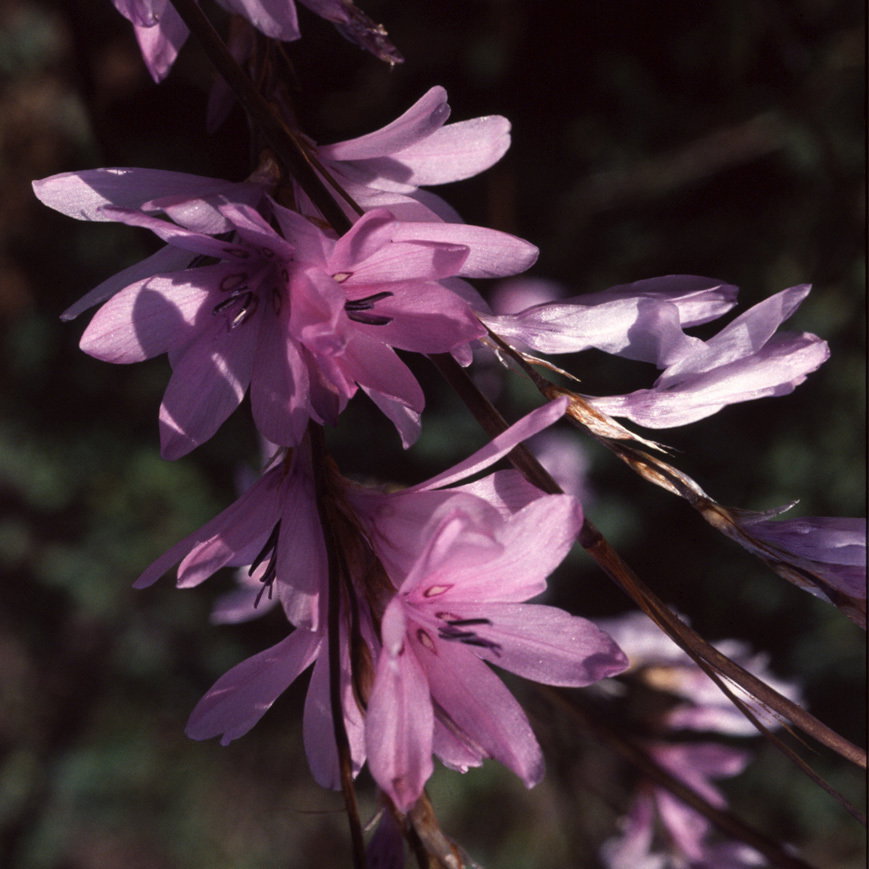 Dierama Erectum