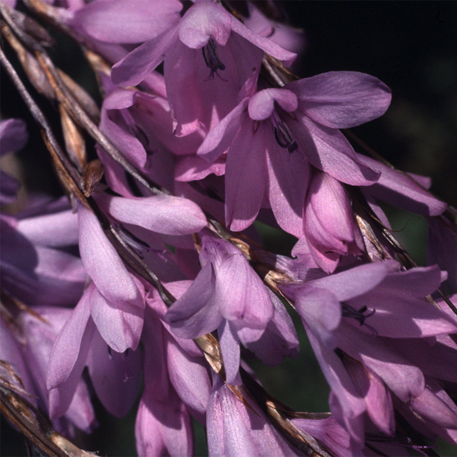 Dierama Erectum
