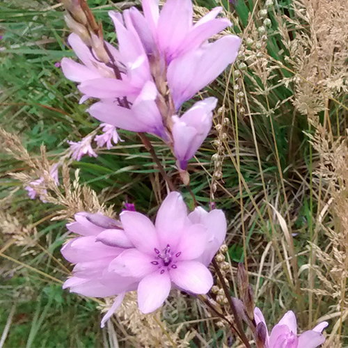 Dierama Erectum