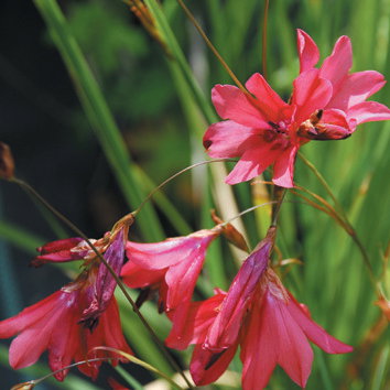 Dierama Barrs Hybrids