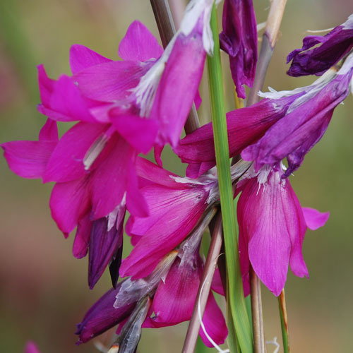 Dierama Blackberry Bells A