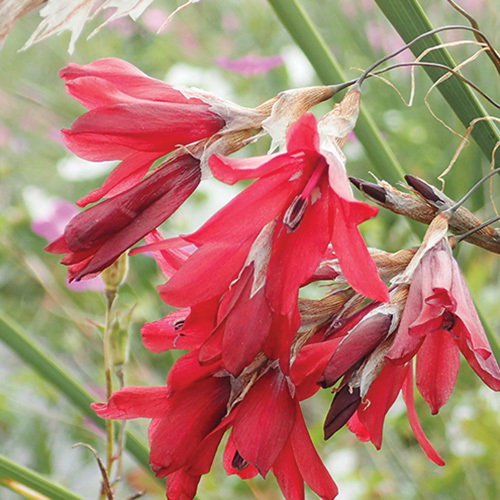 Dierama Blood Drops 500X500