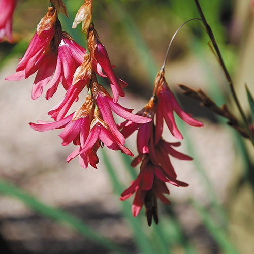 Dierama Igneum