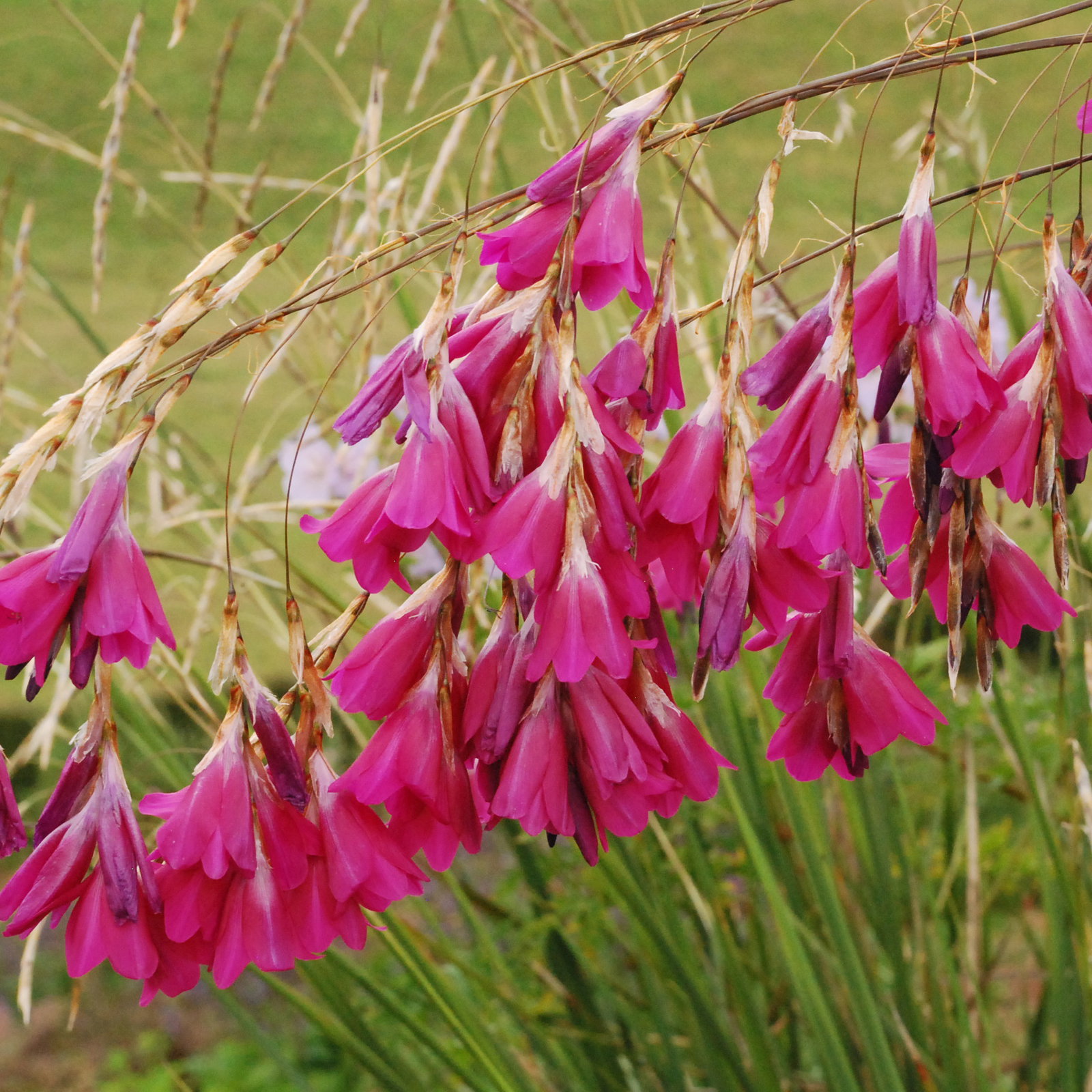 Dierama Pink Fairy
