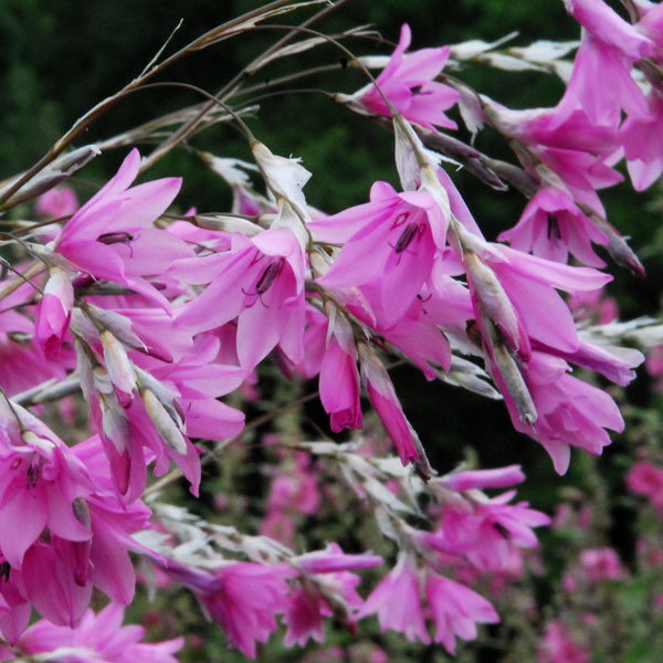 Dierama Pink Rocket3