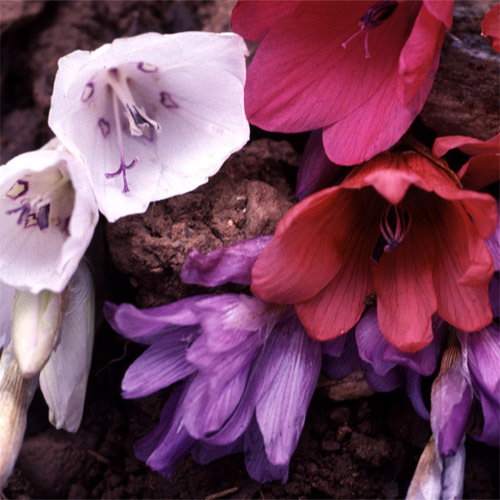 Dierama Plant World Jewels