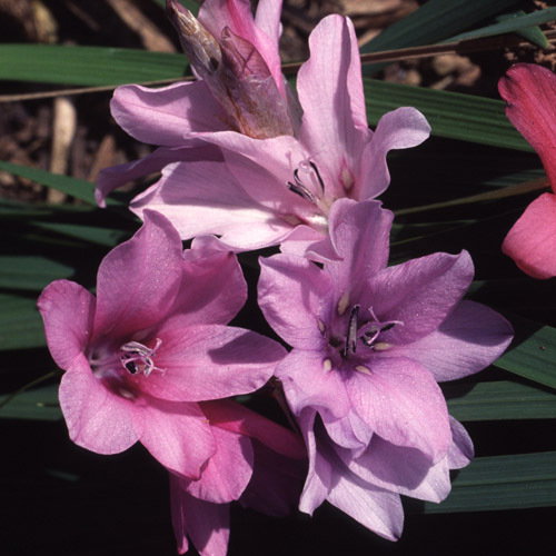 Dierama Plant World Jewels