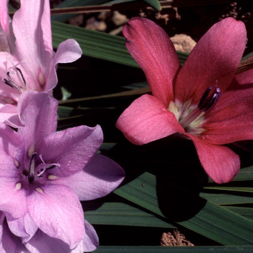 Dierama Plant World Jewels