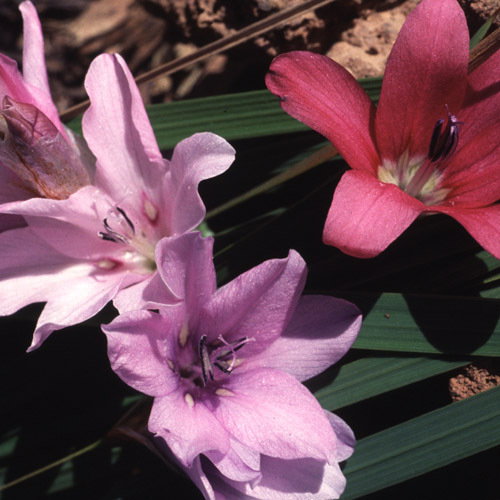 Dierama Plant World Jewels