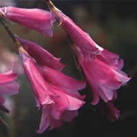 Dierama Pulcherrimum Slieve Donard Hybrids
