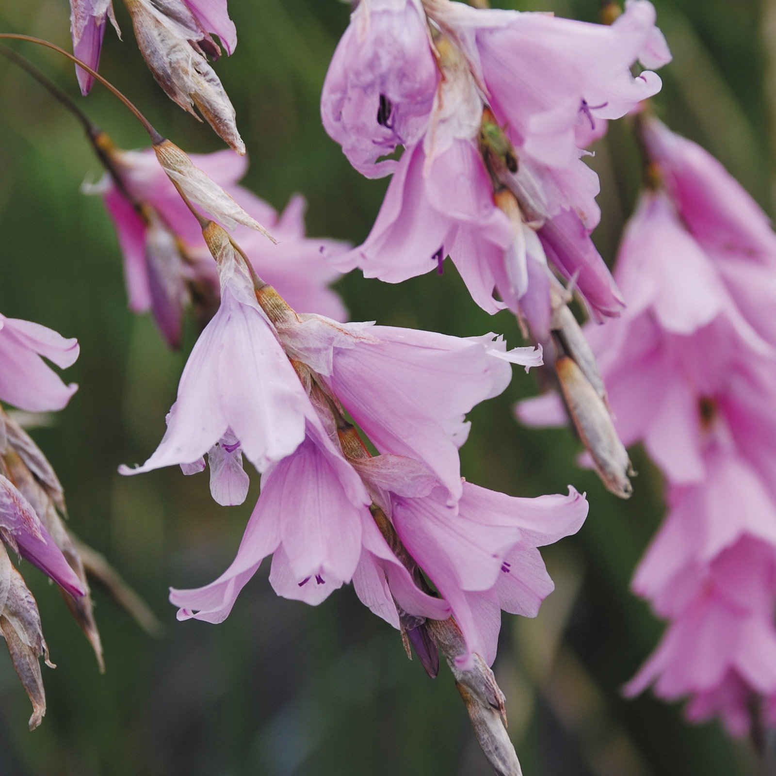 Dierama Robustum