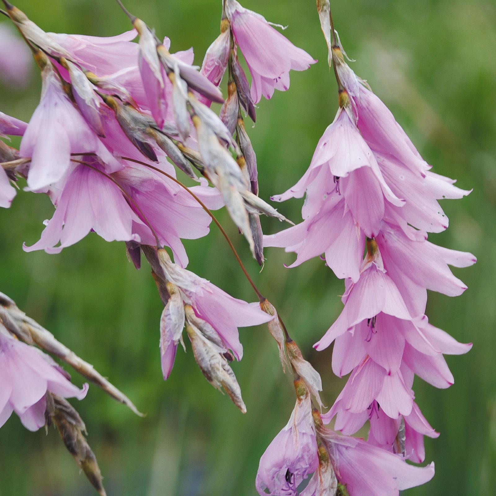 Dierama Robustum