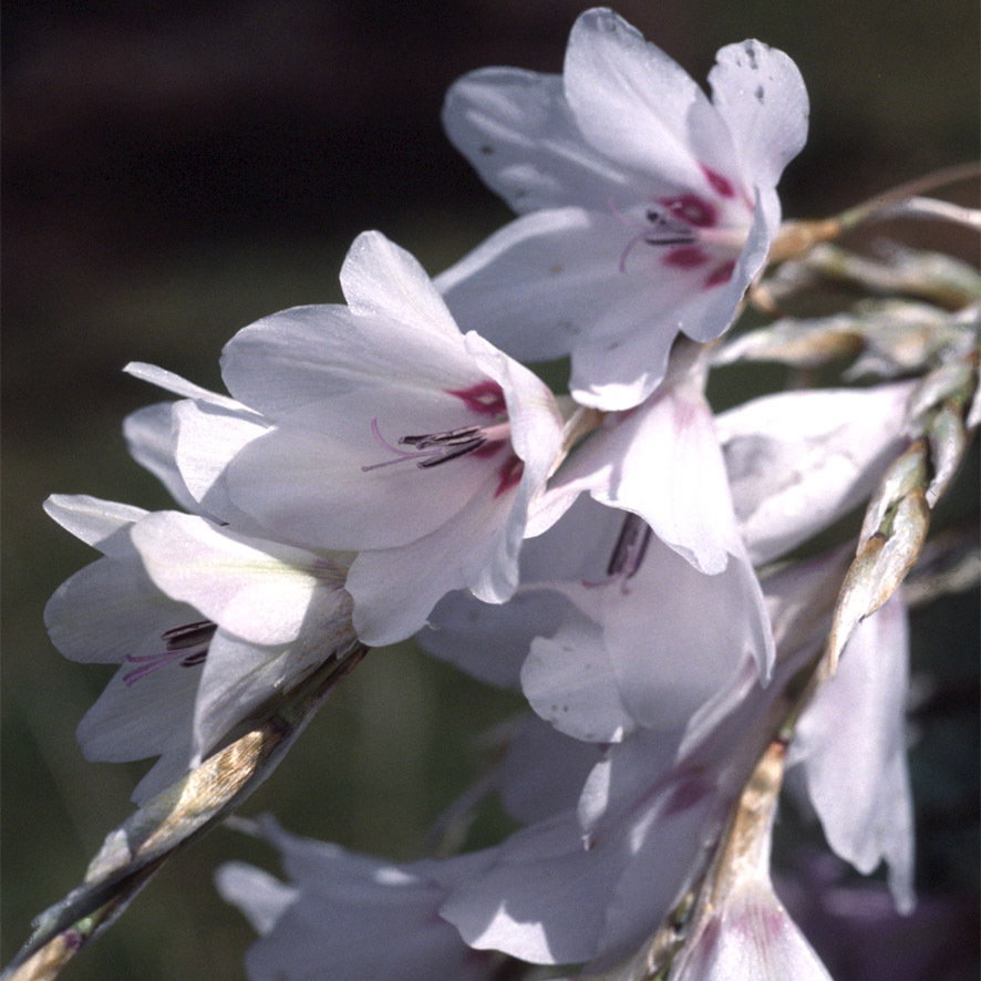 Dierama Snowbells