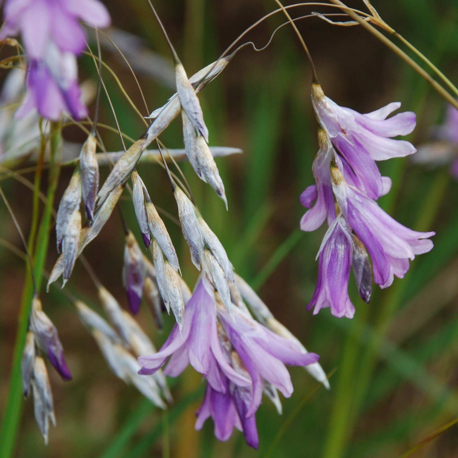 Dierama Trichorhizum