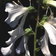 Digitalis Anne Redetzky