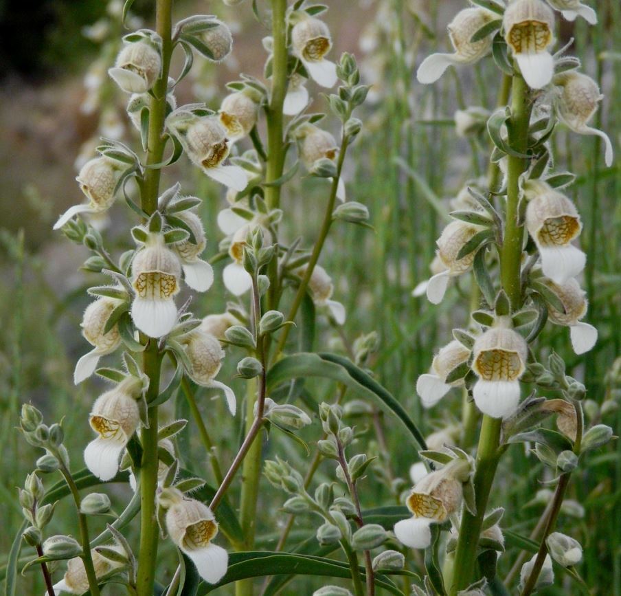 Digitalis Lamarckii