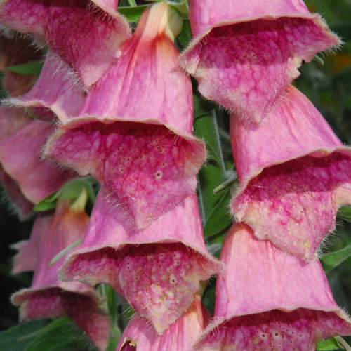 Digitalis Mertonensis