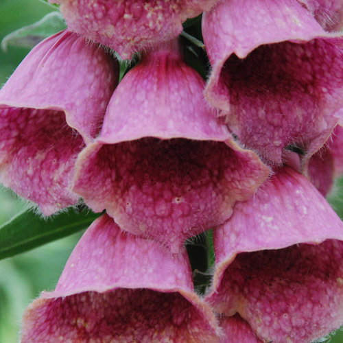 Digitalis Mertonensis