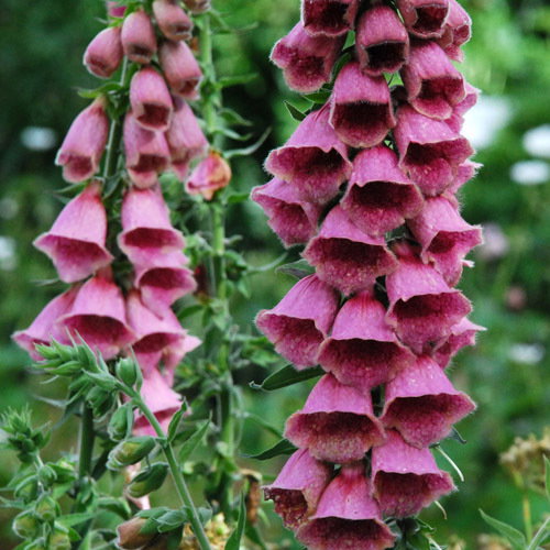Digitalis Mertonensis