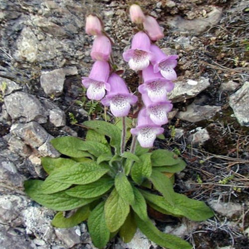 Digitalis Minor