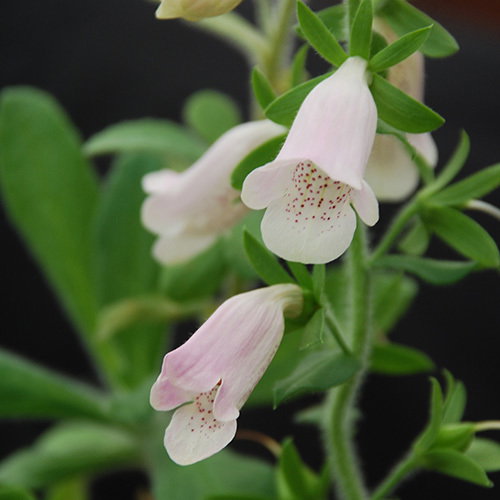Digitalis Minor Majorca