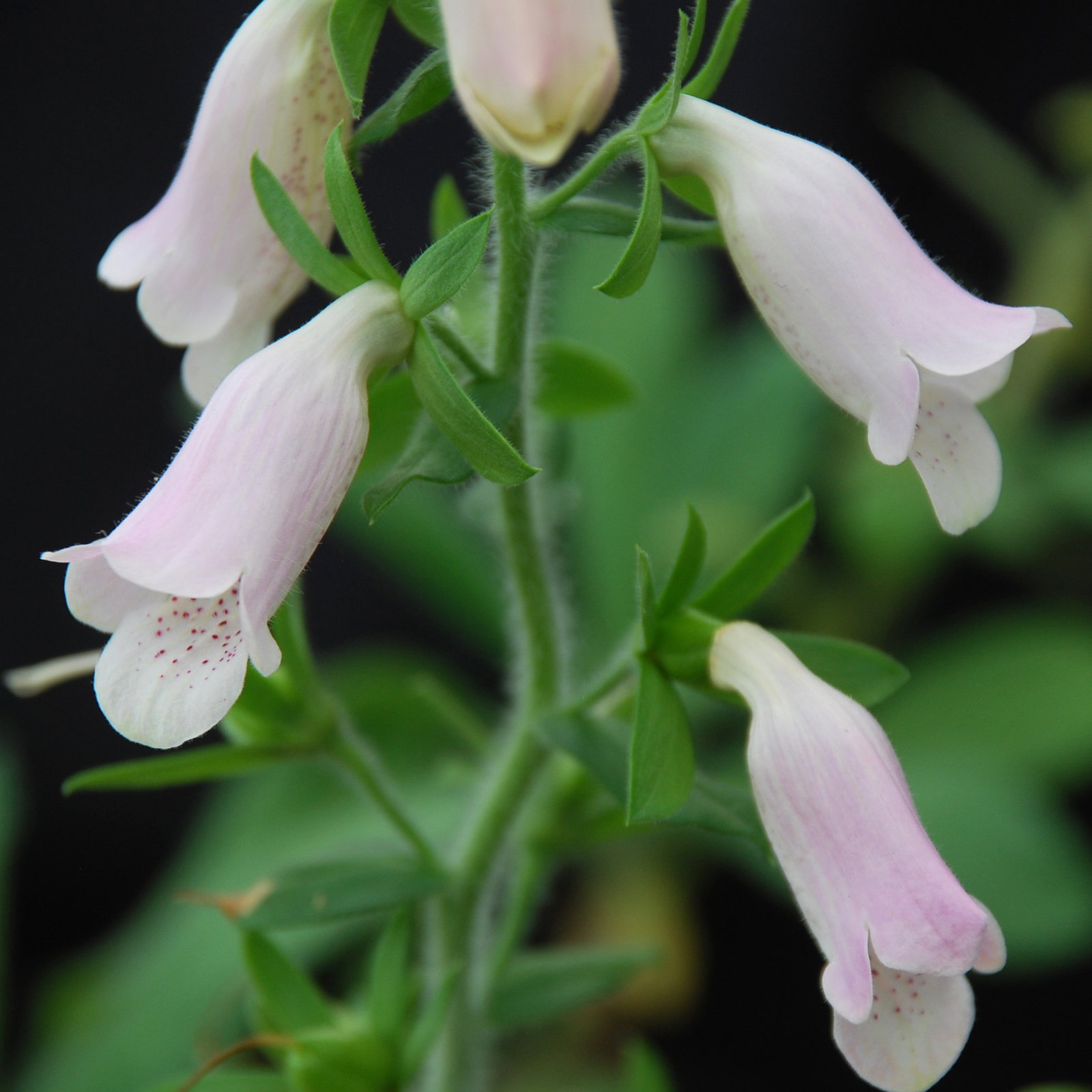 Digitalis Minor Majorca