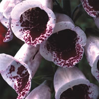 Digitalis Pam S Choice