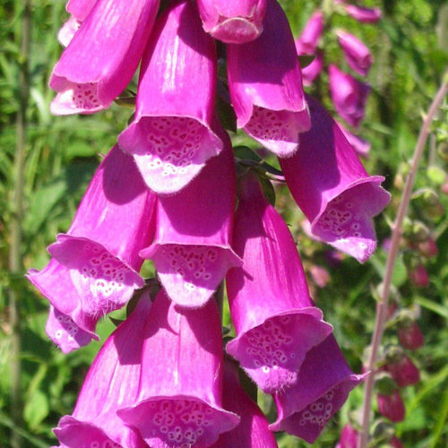 Digitalis Purpurea Excelsior